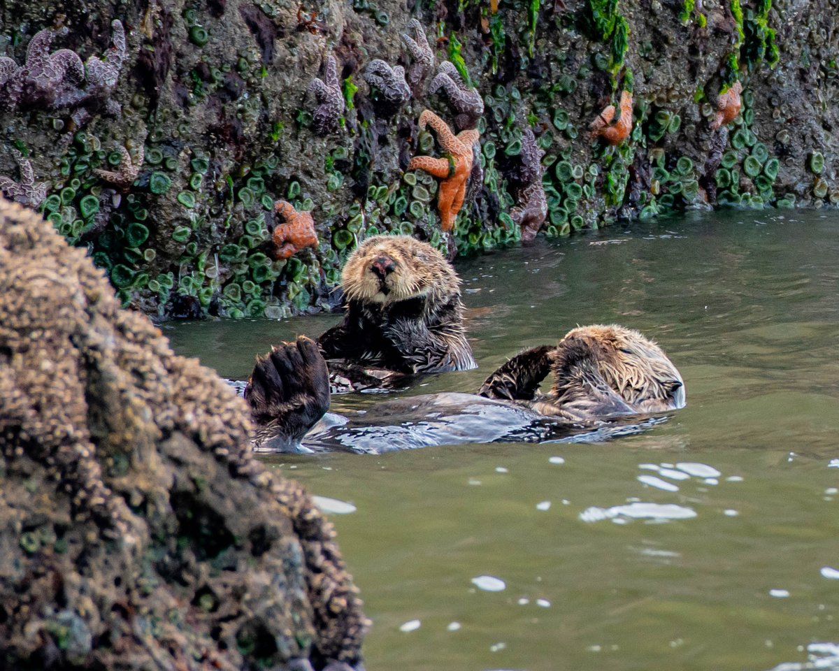 🦦 💕 You’re otterly vital to my ecosystem.

Because love should protect what we cherish - including wildlife.

📷: Courtney Edwards | #ValentinesDay2026 #seaotters #seaotter #otters #valentinesday #valentines #animals #oregon #wildlife #love