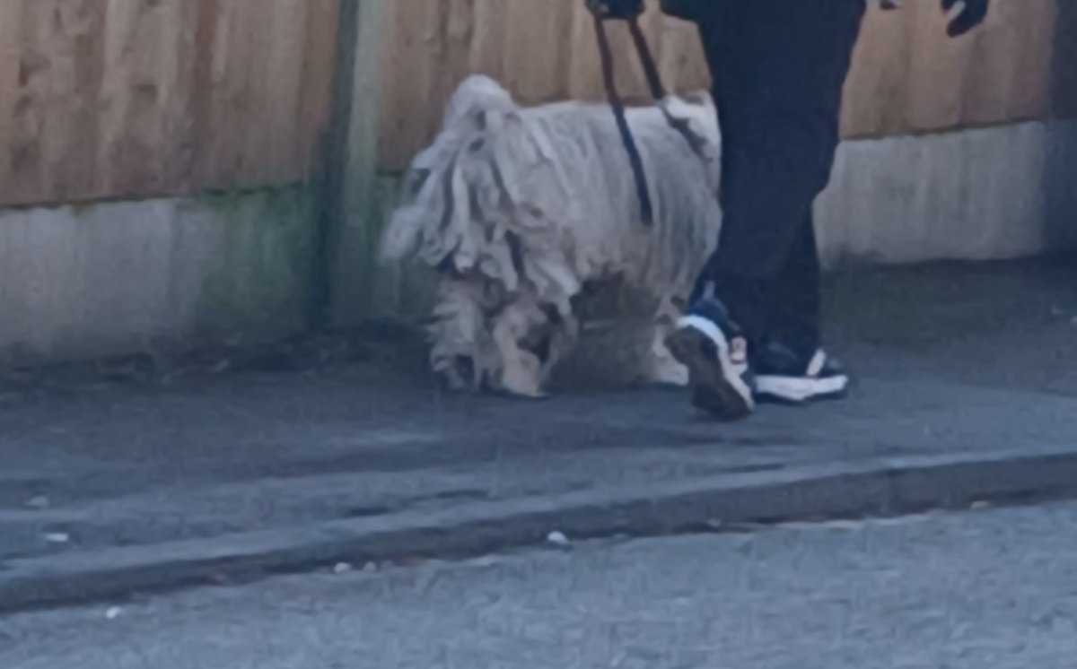 🌹lynn. 🐞🦉🦔🐦 tweet media