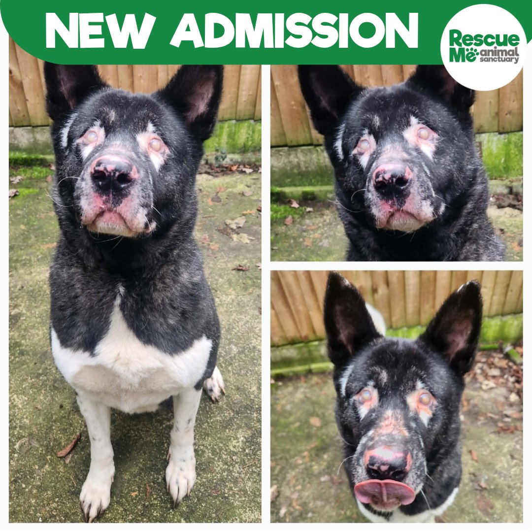 rescuemeanimal's tweet photo. FOSTER HOME NEEDED!!! 
Roxie our new blind girl needs a very special foster home while she awaits her surgery. Have a read through of her needs &amp; apply if you think you can help! 
https://t.co/cNBj5agzJG

#Liverpool #FostersSaveLives #Akita #Dogslover https://t.co/uZgiGpaBPo