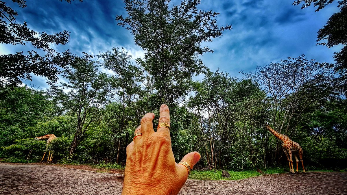 THE ROYAL LIVINGSTONE • ZAMBIA
Vay Hayvan Vay!

Ne yazık ki beş buçuk yıldızlı otelimiz hayvandan geçilmiyor. İlaçlama yapmıyorlar. Şikayet ettim...

#ozgeersugezileri #travelwithozgeersu #africa #royallivingstonehotel #zambia