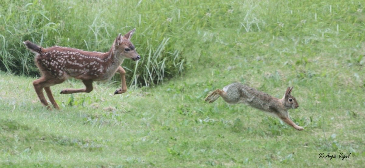 Bunnies (@bunnies) on Twitter photo 