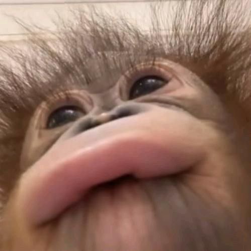 กุเปนลิง เจี๊ยกๆ