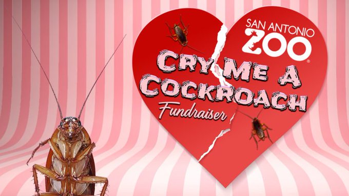 💔 Pour la Saint-Valentin, le zoo de San Antonio offre aux clients un remède pour leur cœur brisé : pour 5 $, ils peuvent acheter un cafard, qui sera nommé d'après le prénom de l'ex, puis donné à manger à un suricate...