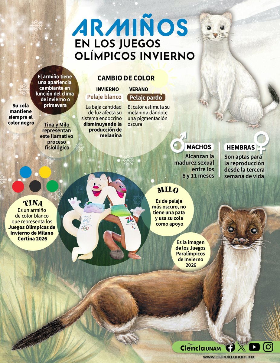 Ciencia_UNAM's tweet photo. Tina y Milo, las mascotas de #MilánCortina2026 son armiños, pequeños mamíferos que se consideran  maestros del camuflaje y auténticos atletas de la naturaleza 
¿Por qué los eligieron? En esta infografía de #CienciaUNAM te contamos 
https://t.co/HRyu9YrUzK
#WinterOlympics #Ciencia https://t.co/6eAU8vfQp9