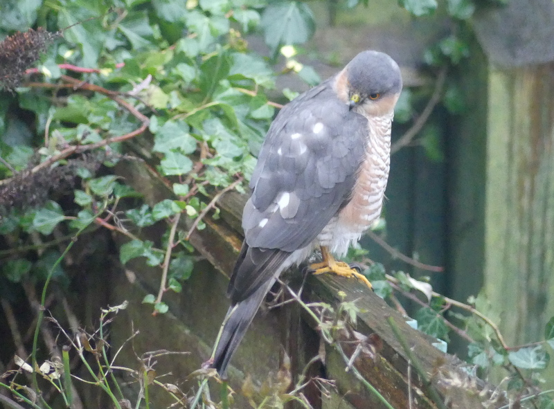 george hogg tweet media