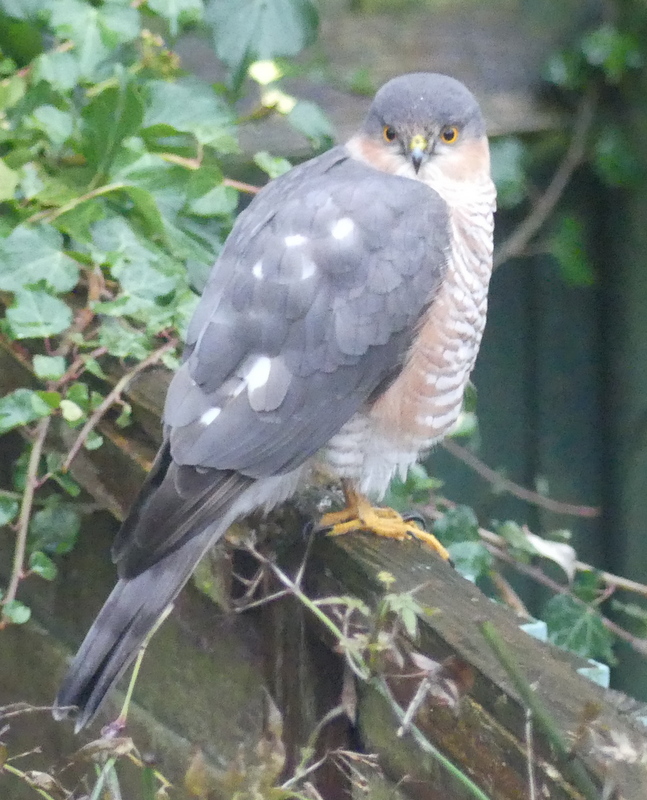 george hogg tweet media