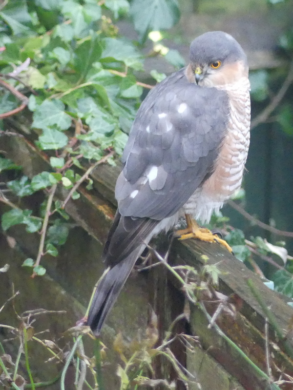 george hogg tweet media