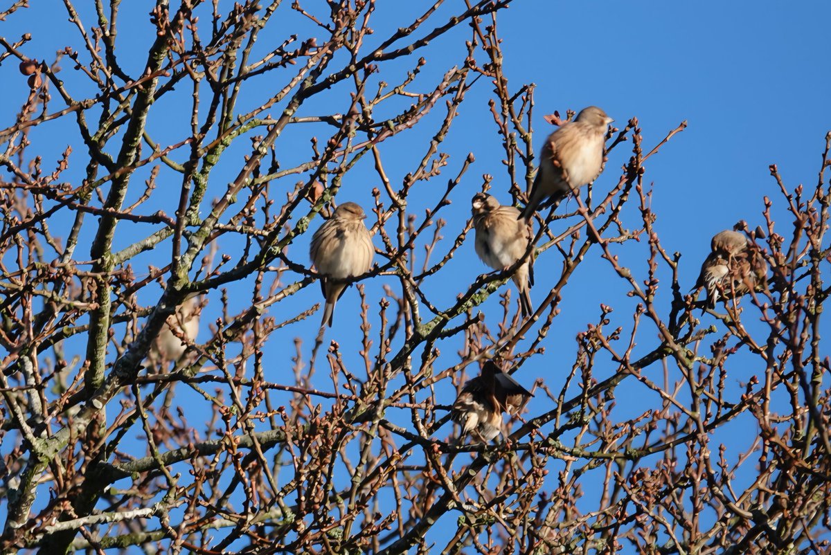 StormchaserAl tweet media