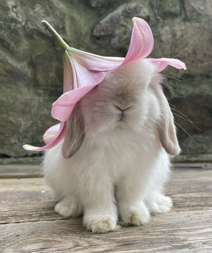 heart_jpg's tweet image. flower bunny