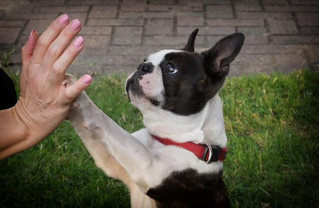 eluniversocom's tweet image. #Mascotas | ¿Qué te está diciendo tu #perro? Si tu mejor amigo te da la pata presta atención a su poderoso mensaje ow.ly/oHGS50YfVBt