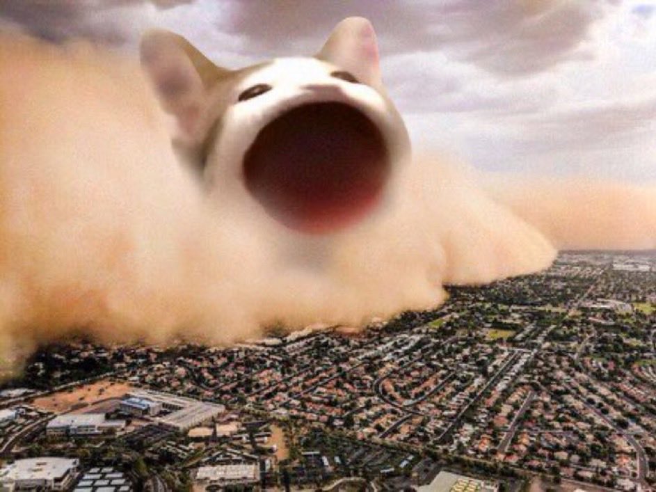 brewlini's tweet image. what i like about $POPCAT is it’s a cat and it pops.