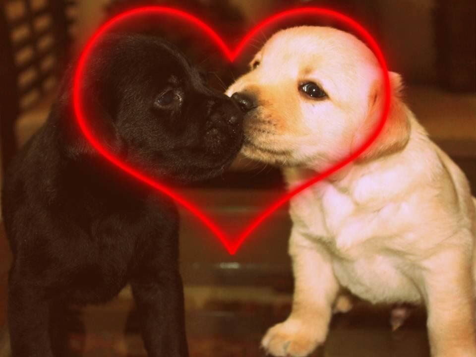 SiliGremlin tweet media