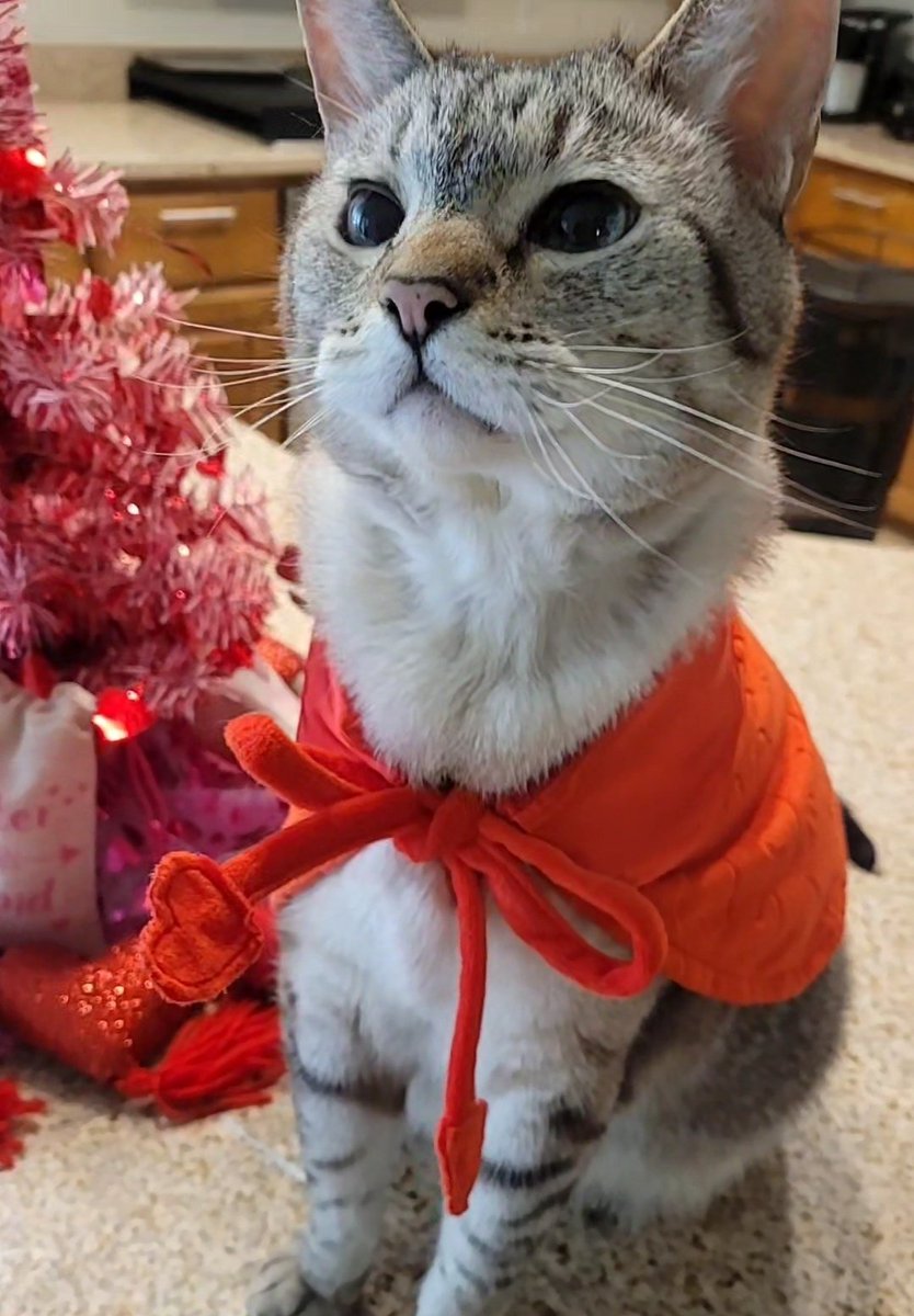 International Cat House, LLC tweet media