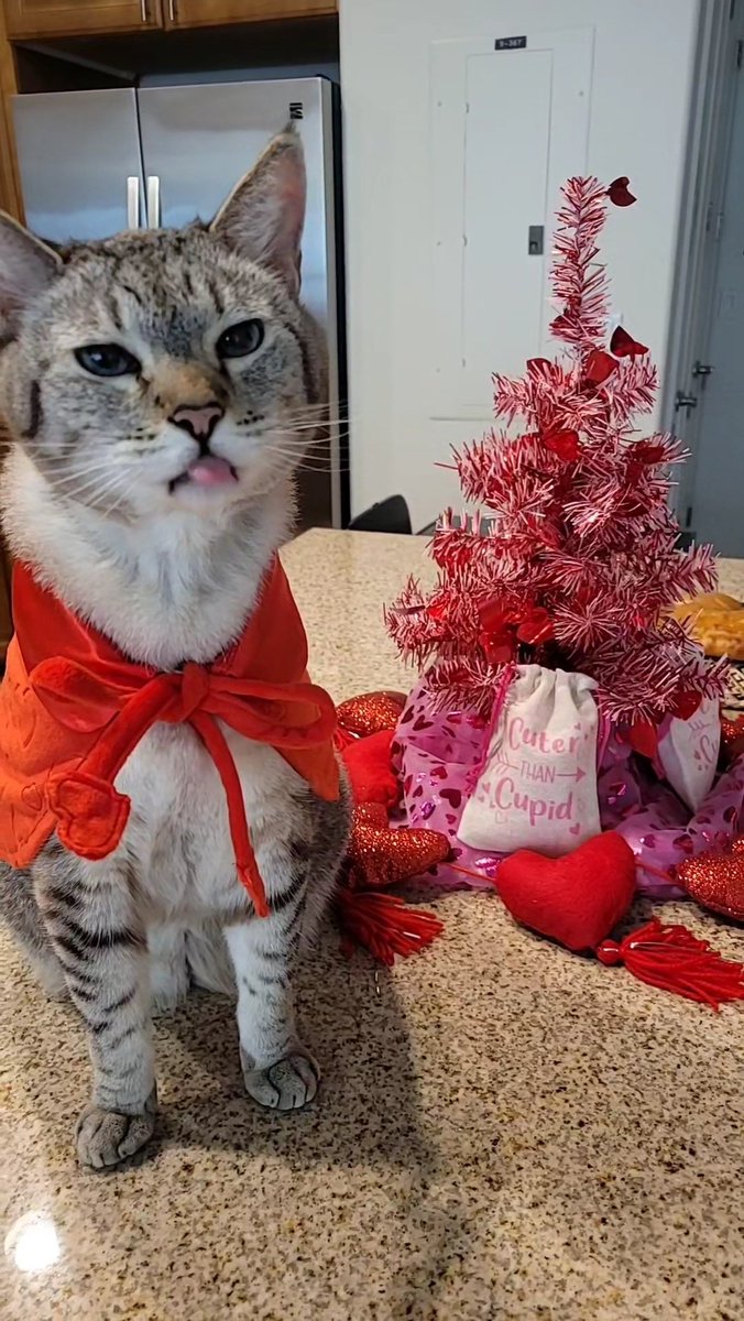 International Cat House, LLC tweet media