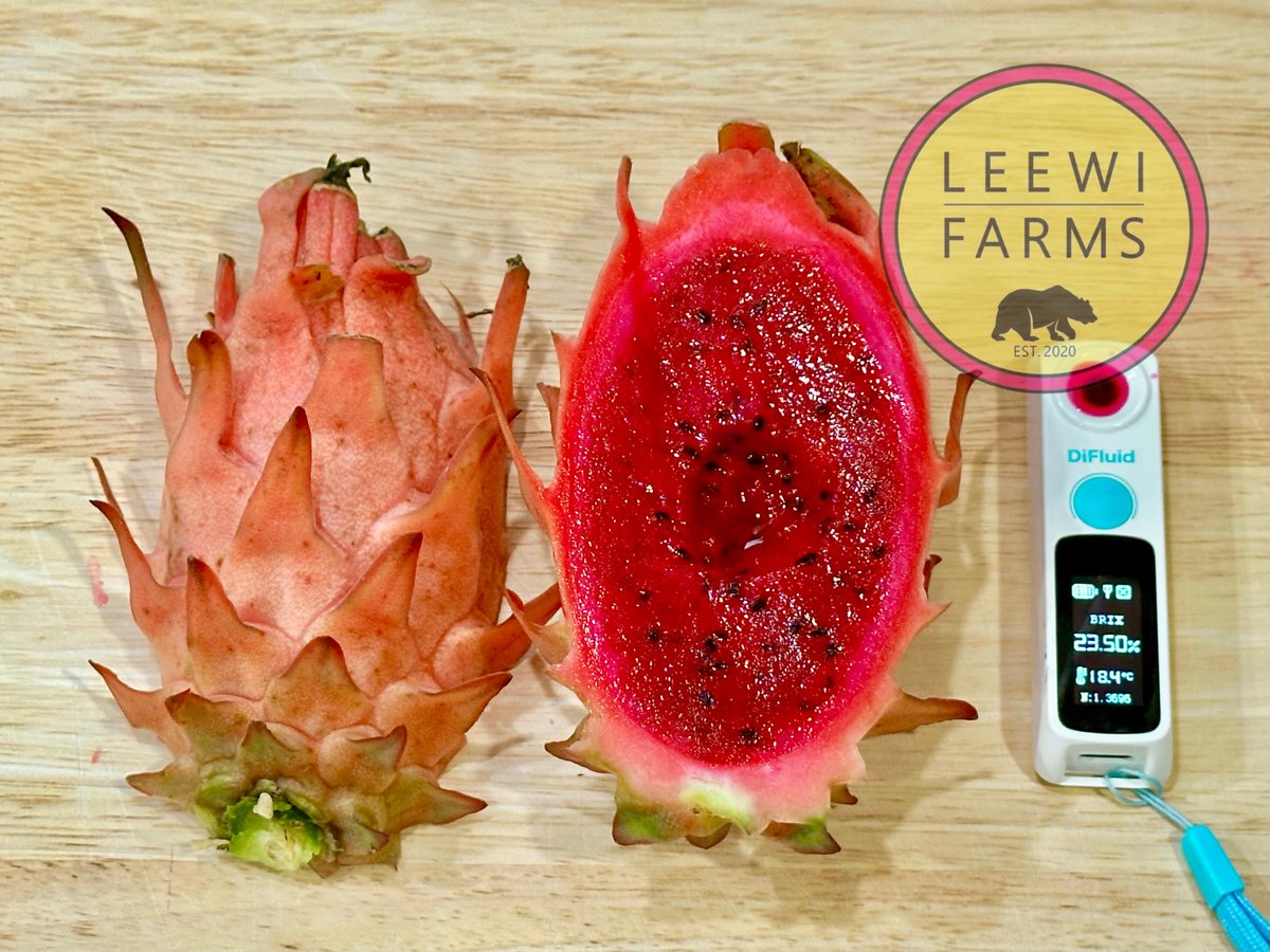 leewifarms's tweet photo. Starting the day right with a Valentine’s Day harvest 💕 Orange Giant joins the “Brix 20 club” at 23.5. Crazy sweet with hints of grapes and longan and a lush tropical finish. Happy Valentine’s Day ❤️ https://t.co/HppgwtV5S9