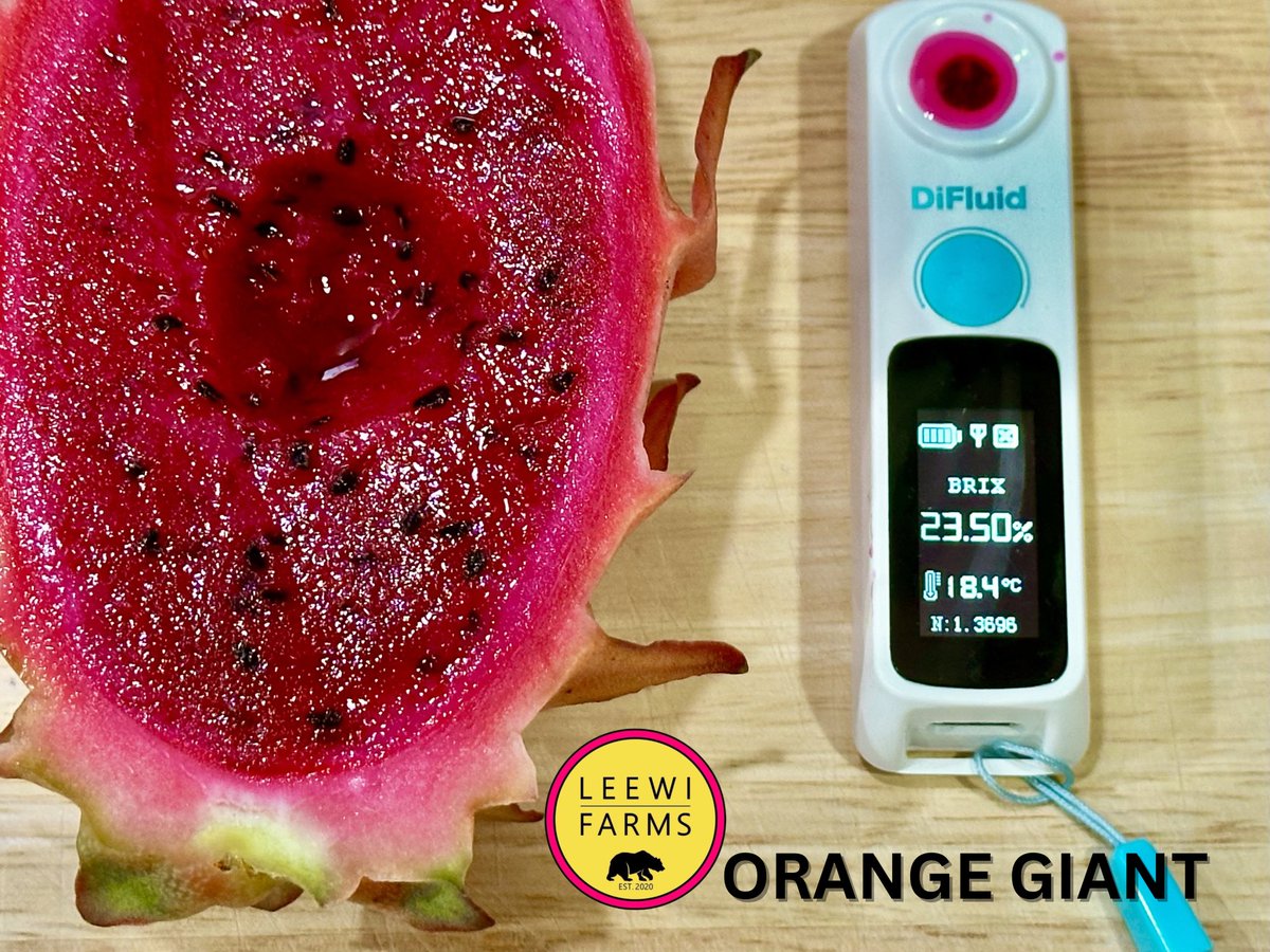 leewifarms's tweet photo. Starting the day right with a Valentine’s Day harvest 💕 Orange Giant joins the “Brix 20 club” at 23.5. Crazy sweet with hints of grapes and longan and a lush tropical finish. Happy Valentine’s Day ❤️ https://t.co/HppgwtV5S9