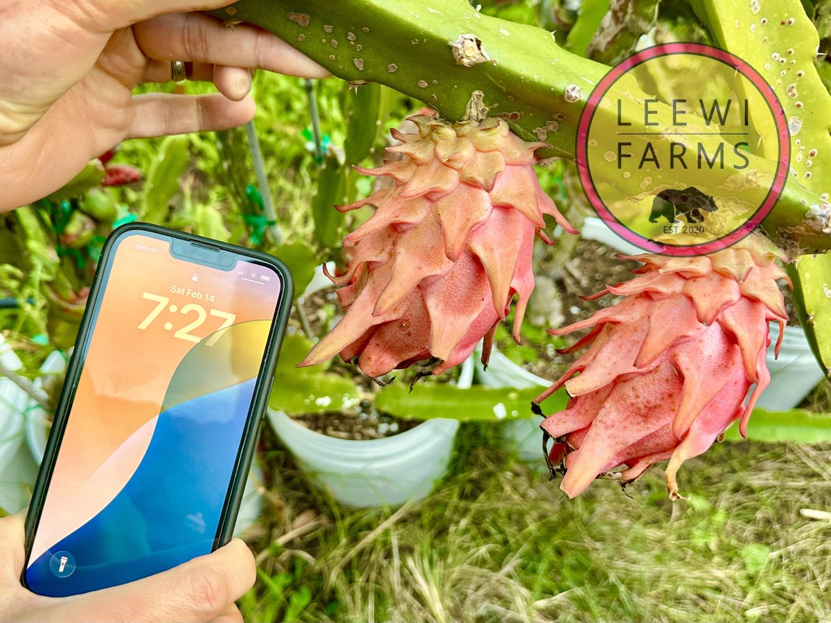 leewifarms's tweet photo. Starting the day right with a Valentine’s Day harvest 💕 Orange Giant joins the “Brix 20 club” at 23.5. Crazy sweet with hints of grapes and longan and a lush tropical finish. Happy Valentine’s Day ❤️ https://t.co/HppgwtV5S9