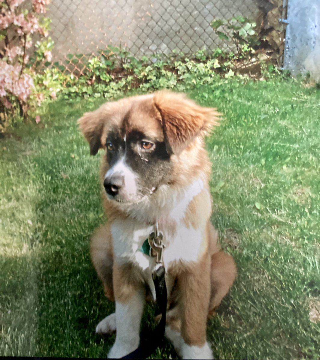 Lisa❣️920 tweet media