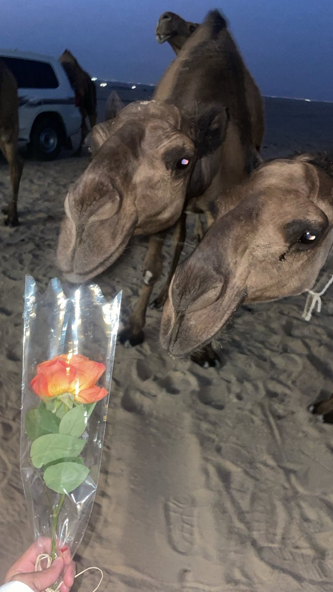 2ljea's tweet photo. دون حب البل و حب الطيبين 
خل قلبك لا يساق ولا يقاد 

" Happy valentine’s Day 💘 https://t.co/evwNLCuJ1b