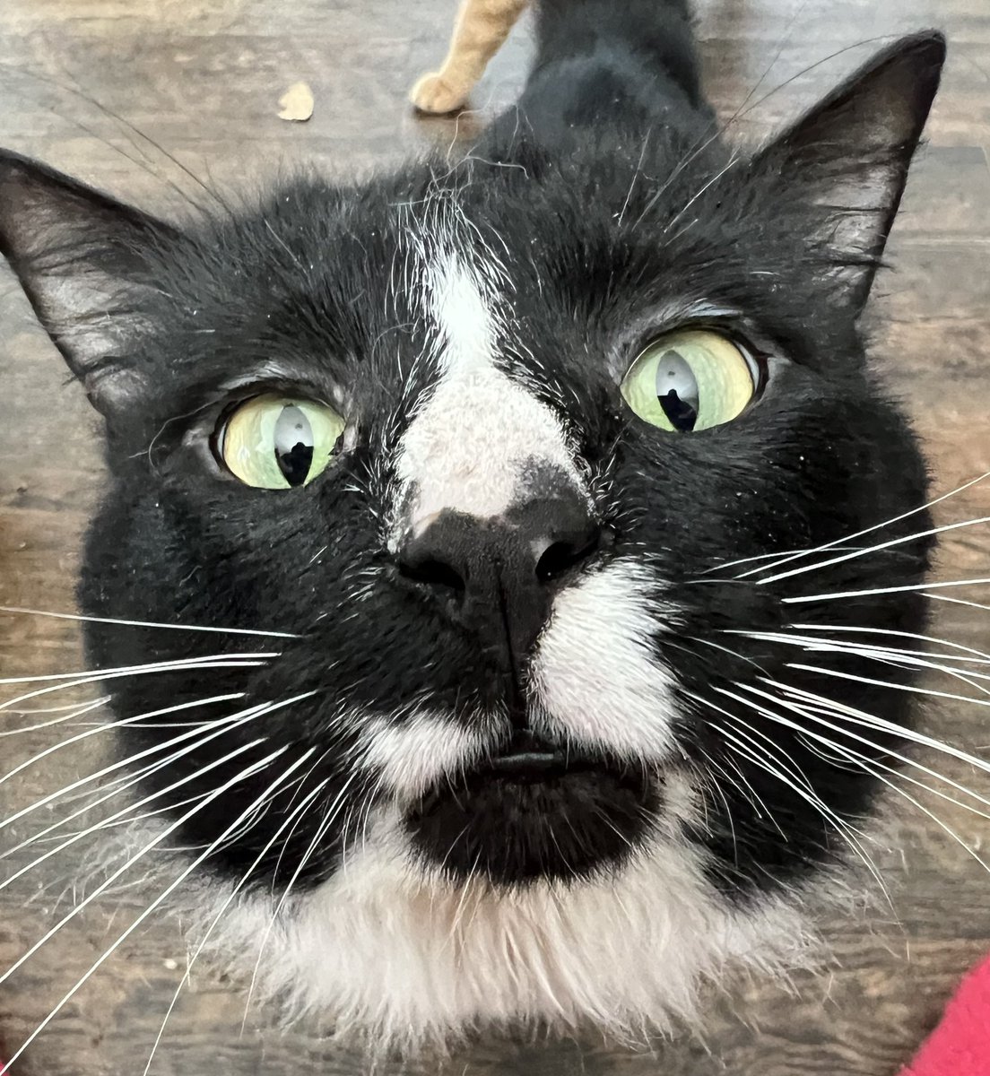ExiledNorthener's tweet photo. Happy #Caturday from Constantine, who was abandoned when his family ran out of money for this hotel, and whom the CDS dropped at our door even though we did not need another cat.

He’ll be neutered/vaxxed on Thursday thanks to the @BISSELLclean Foundation. 

#CatsOfTwitter https://t.co/DyWOAOhl73