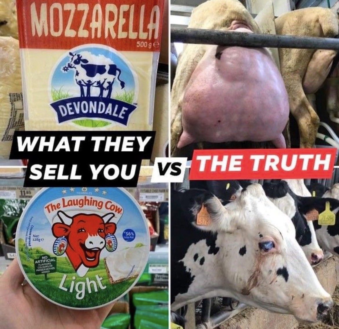 Non-Vegans are either gullible and stupid to believe the propaganda of the animal agriculture industry or they're selfish and evil animal abusers.