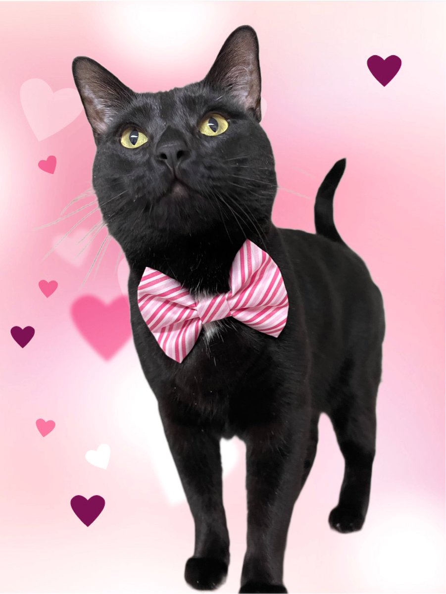 Steph_Sparkles4's tweet photo. Happy Valentine’s Day!
#cat #cats #CatsOnX #blackcat #HappyValentinesDay https://t.co/au3e71xFnf