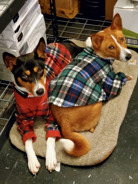 valueGLASS's tweet image. Meet our office pups, Crush &amp;amp; Nia! 🐾❤️ They adore each other, and Nia is almost over Crush getting her pregnant a couple of years ago! 😂🐶💖 #OfficeDogs #ValentinesDay #LovePups #DogLovers #valueGLASS #DogFriendly