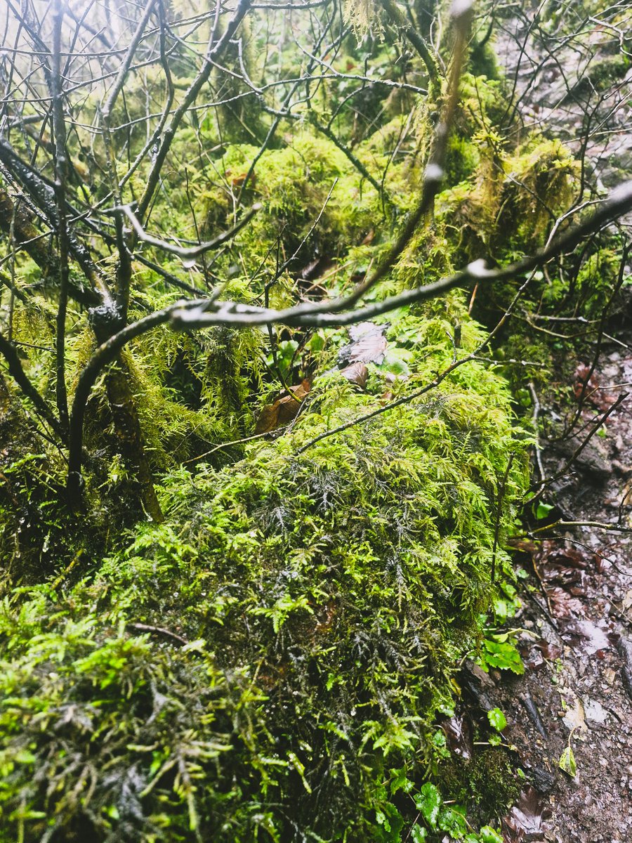 🖤🖤🖤

I wonder if I will miss the moss after I fly off as much as I miss it now just thinking about leaving.

Jane Mead