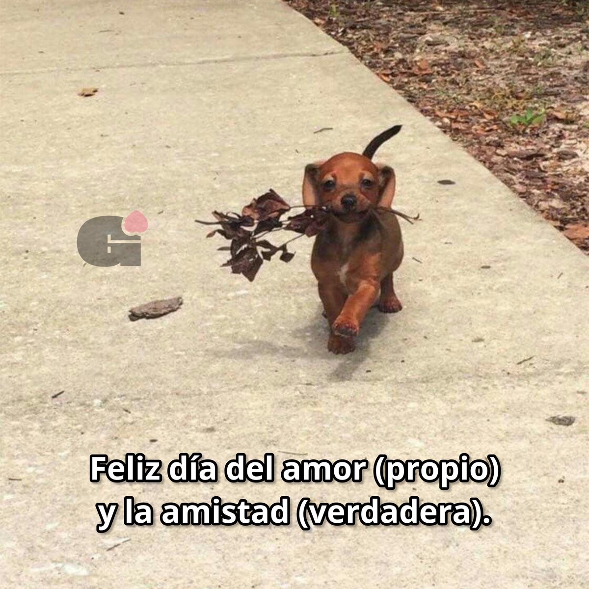 El Guarromántico tweet media