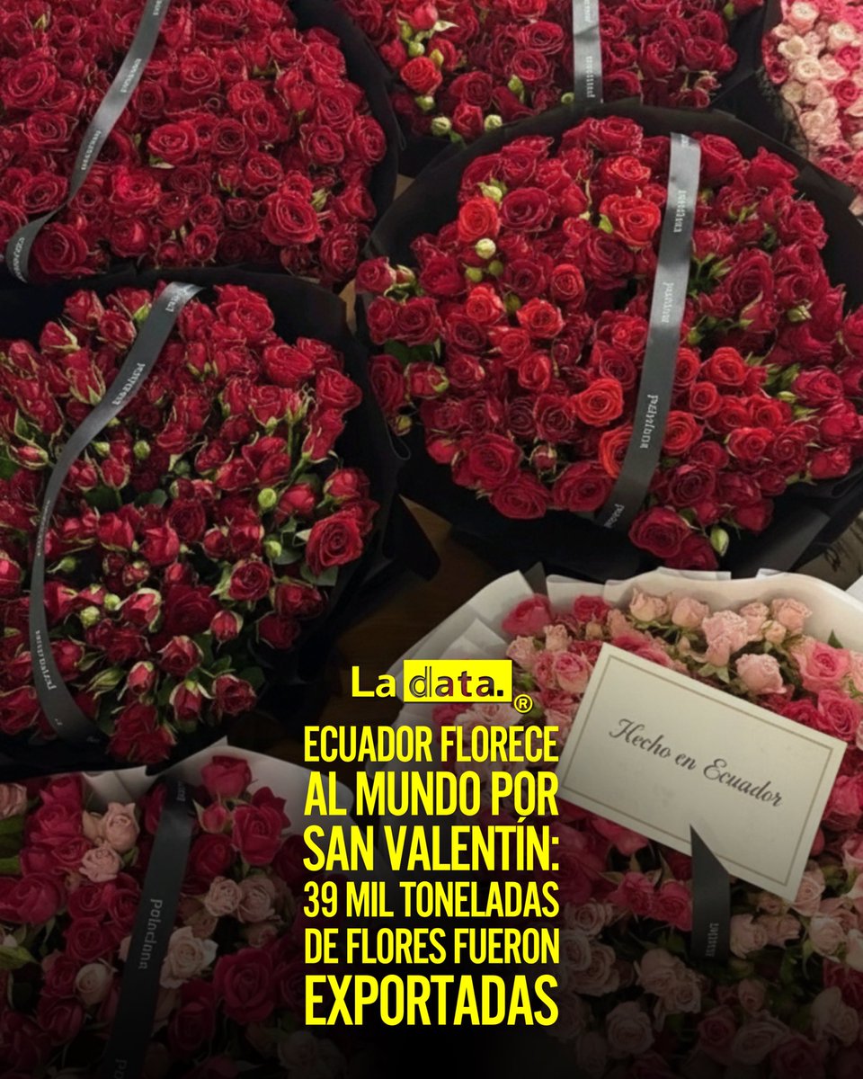 #Tendencia Ecuador florece al mundo por San Valentín: 39 mil toneladas de flores fueron exportadas 

Este San Valentín 2026, Ecuador floreció como nunca: 39.000 toneladas de flores viajaron al mundo, un aumento del 3% frente al 2025, pese a climas adversos y sobretasas