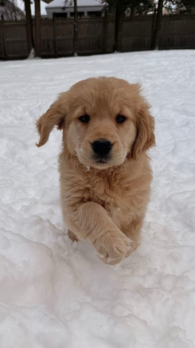 Popularpuppies © tweet media