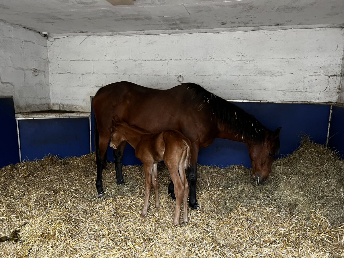 Wildenstein Breeding - FanPage tweet media