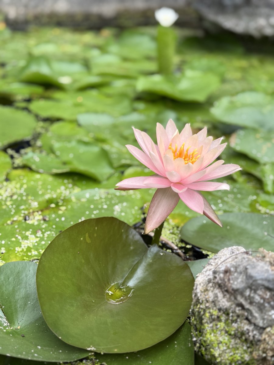 Pramod K Guru.MBBS,MD,DM,FASN tweet media