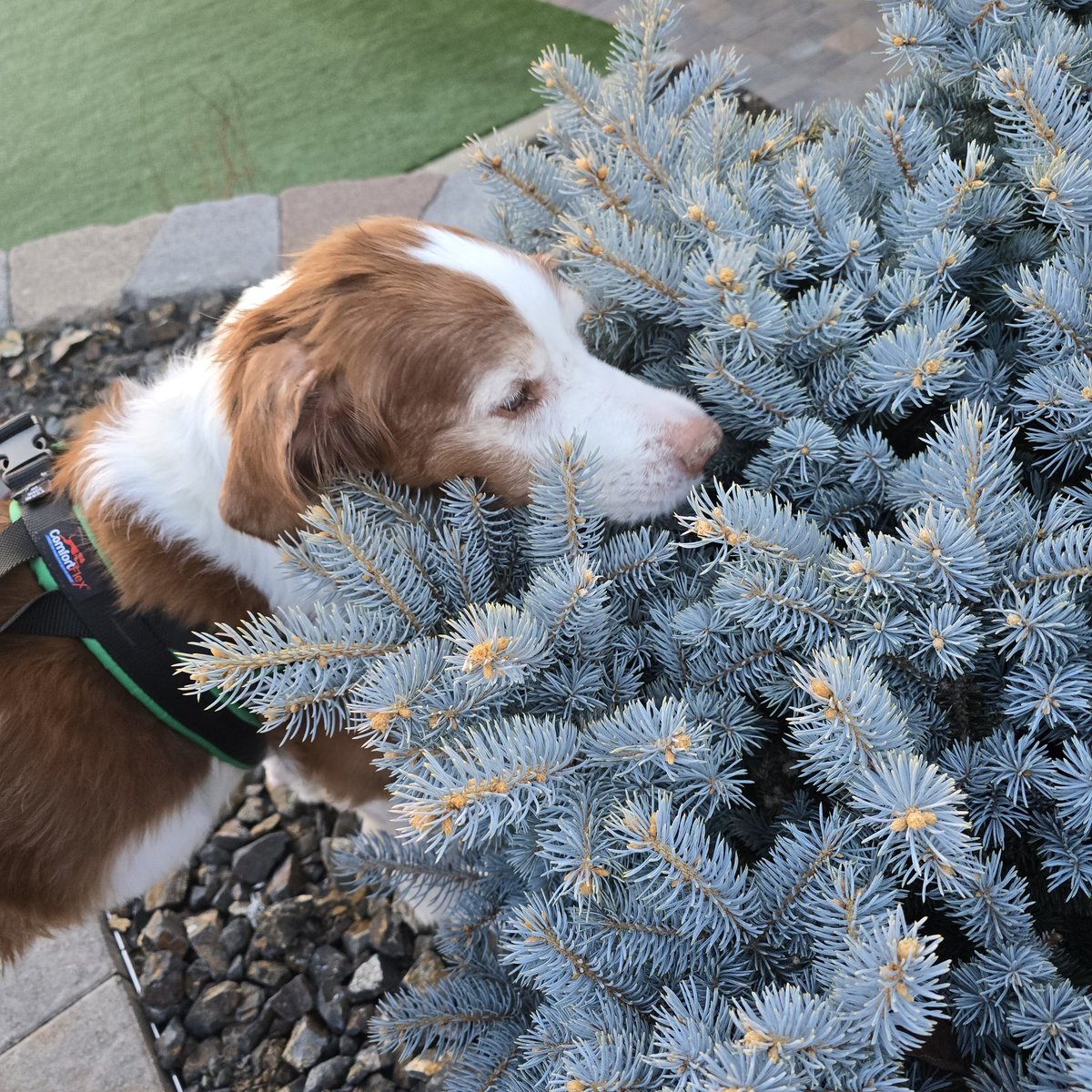 Obriensusan9's tweet photo. Happy valentine's day to my best friend 🧡 you bring joy to us everyday.  Happiness truly is a warm puppy 🐶 #OPLNation @OfficialOPLive https://t.co/zXYaQHxe6S