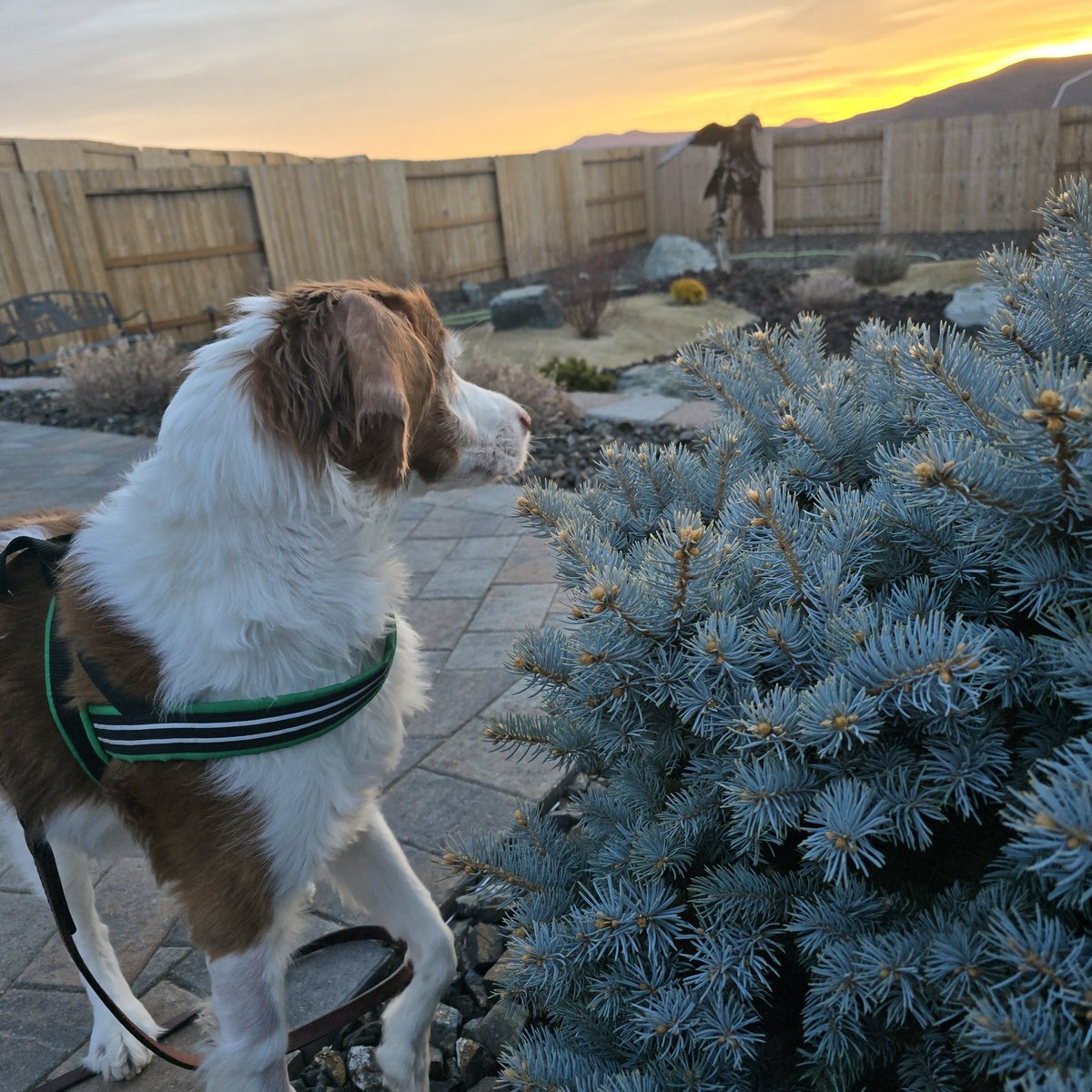 Obriensusan9's tweet photo. Happy valentine's day to my best friend 🧡 you bring joy to us everyday.  Happiness truly is a warm puppy 🐶 #OPLNation @OfficialOPLive https://t.co/zXYaQHxe6S