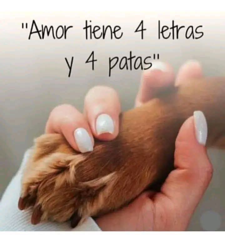 ABOGADOS ANIMALISTAS DE PUEBLA (@abogadospueanim) on Twitter photo 