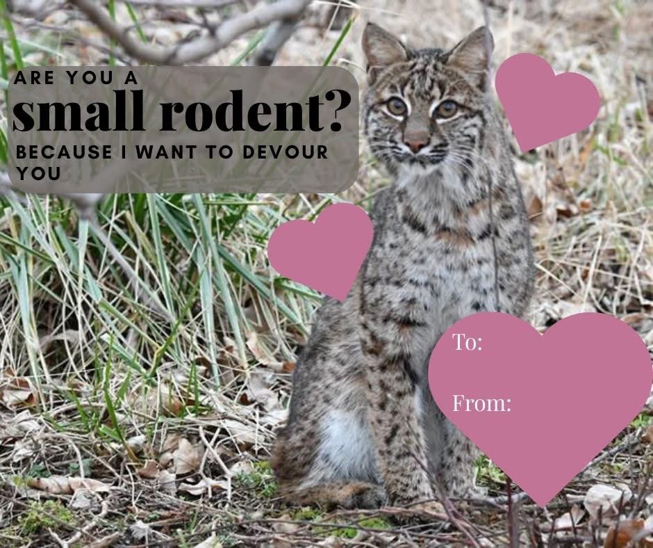 BRWildlifeCtr's tweet photo. Perhaps even: https://t.co/oLd3v8nCNv