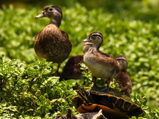 Florida State Parks tweet media
