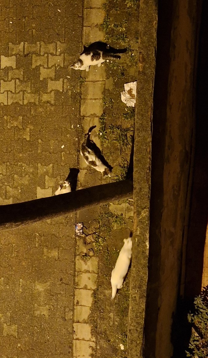 Bütün renkler hızla kirleniyor.
şu beyaz kediyi evden atmışlar çok ürkek ilk gördüğümde bem beyaz ve tasmalıydı. Sevmediğim bir ailenin kapısında bekliyordu hep. İletişim kurmakta çok zorlandım ama en azından mama ve suya kavuştu İnsanların bu bencil ve kötü yanı hiç eksilmiyor.