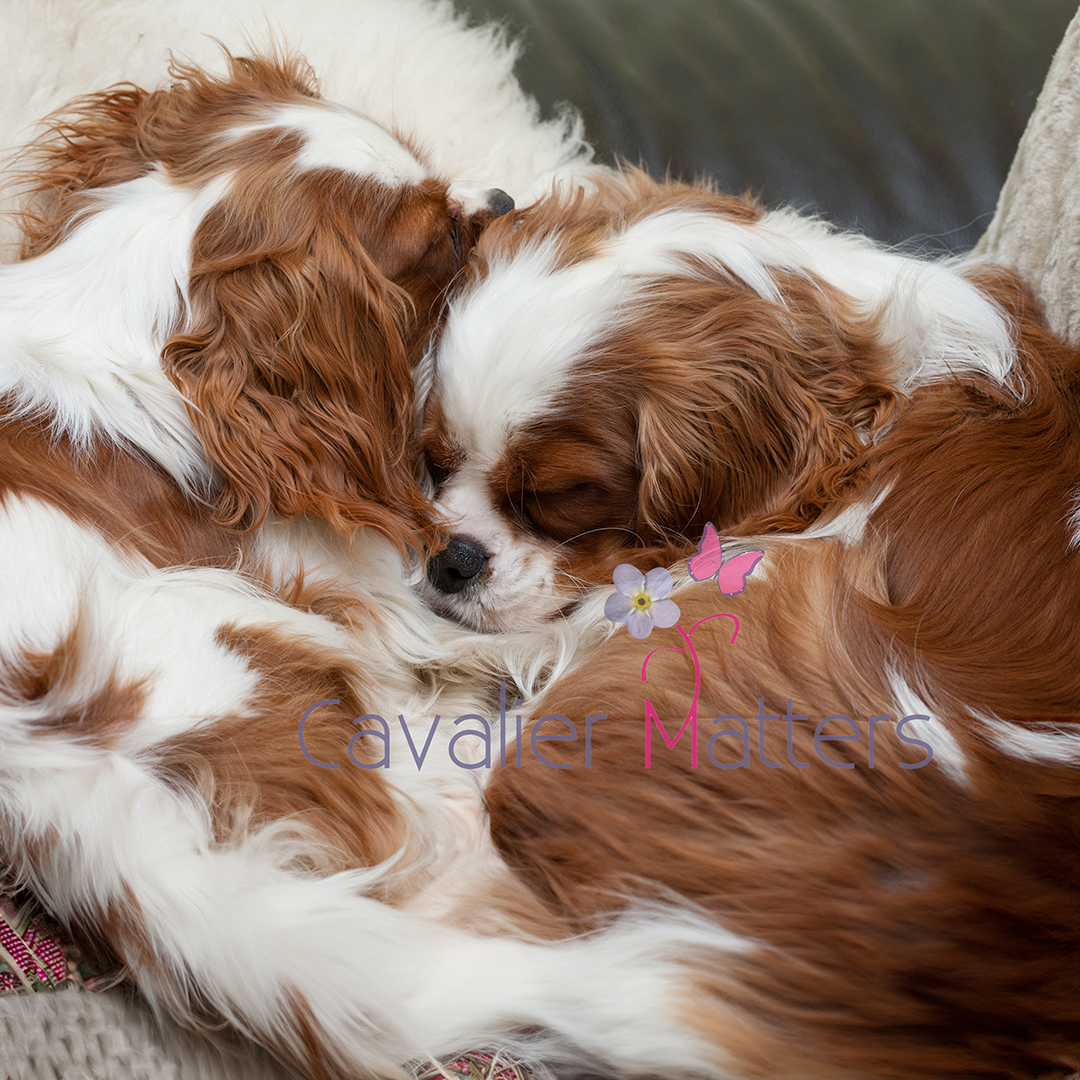 We wish everyone a wonderful Valentine's Day - would you like to share a photo of the the true love of your life, your Cavalier?🥰

Here are Cavalier Castle's Lovely Lulu and Lucky Long Legs;  Christiane's gorgeous Leo and Blenheim Siblings, Kayleigh and Tommy 

#Valentines #CKCS