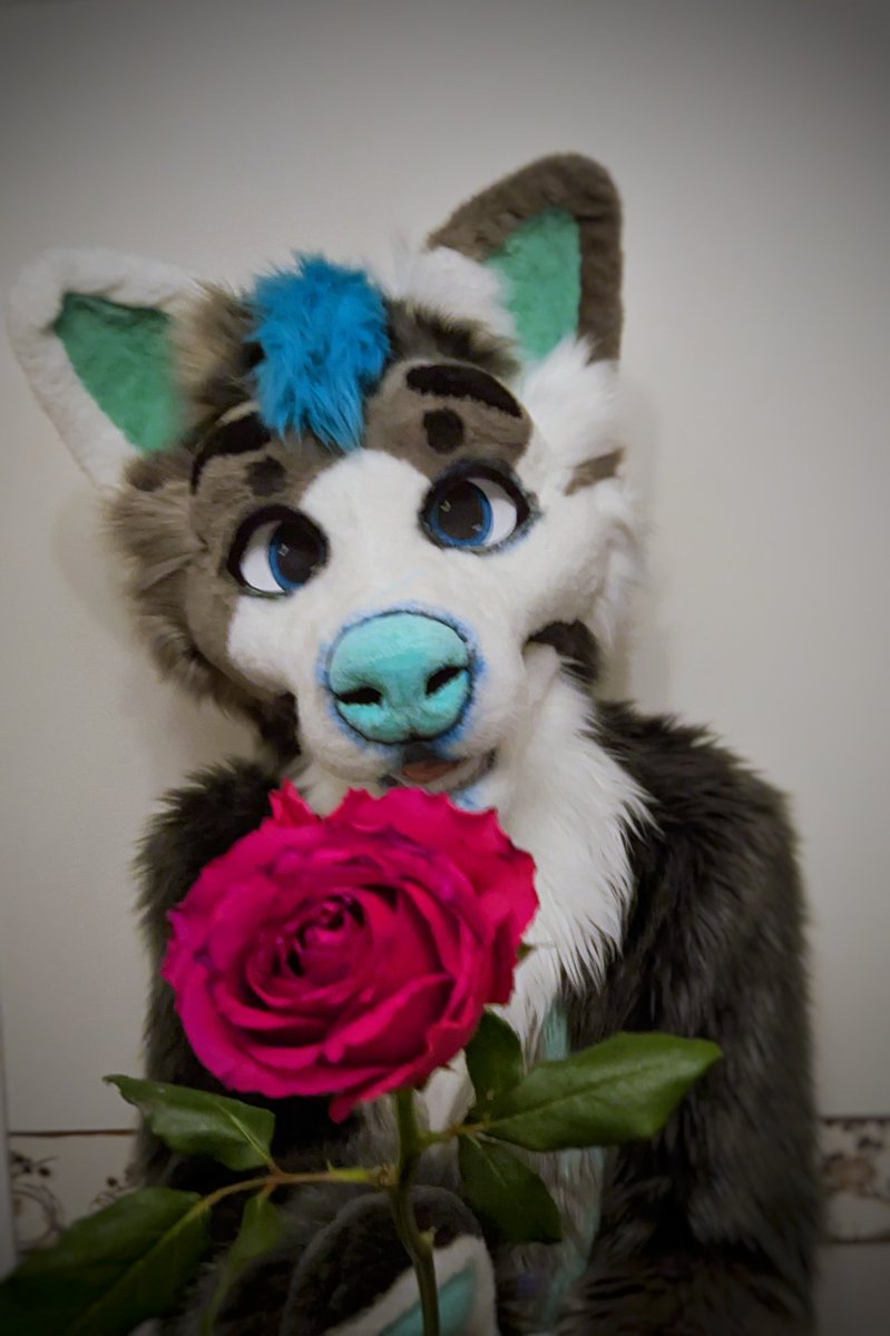 Will you be my valentine's? 👉👈

I promise I give the bestest of snuggles! 🥰

#fursuit