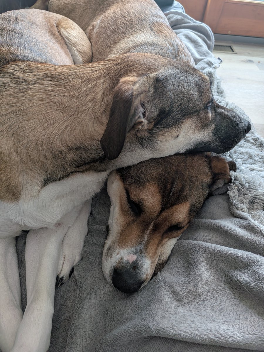 StevenDickens3's tweet photo. These two are so cute. https://t.co/RV52P8SYmG