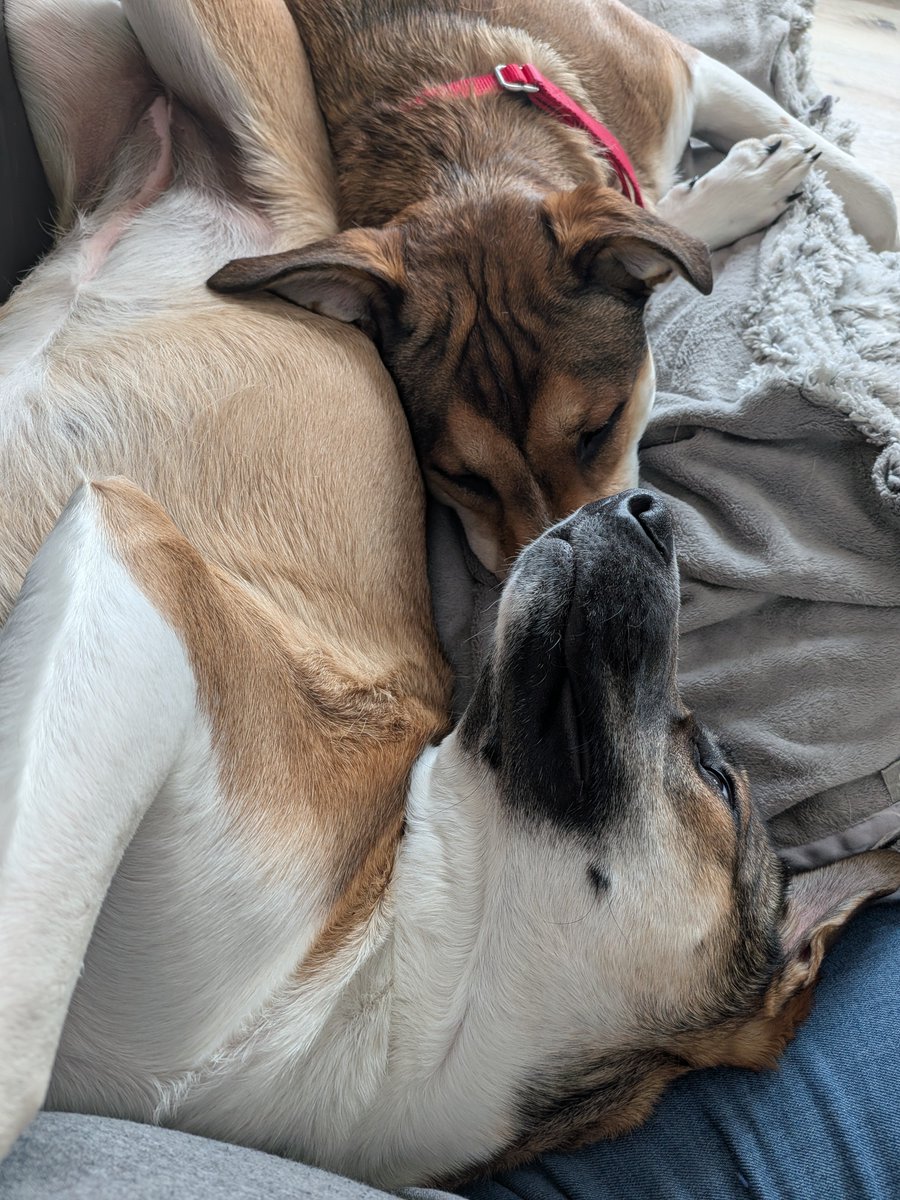 StevenDickens3's tweet photo. These two are so cute. https://t.co/RV52P8SYmG