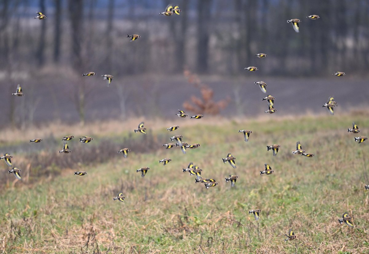 Ben Koks tweet media