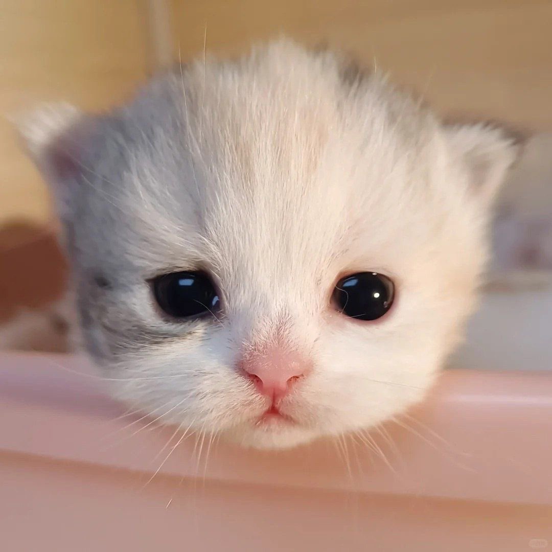 🐰ྀི (@getabinny) on Twitter photo 