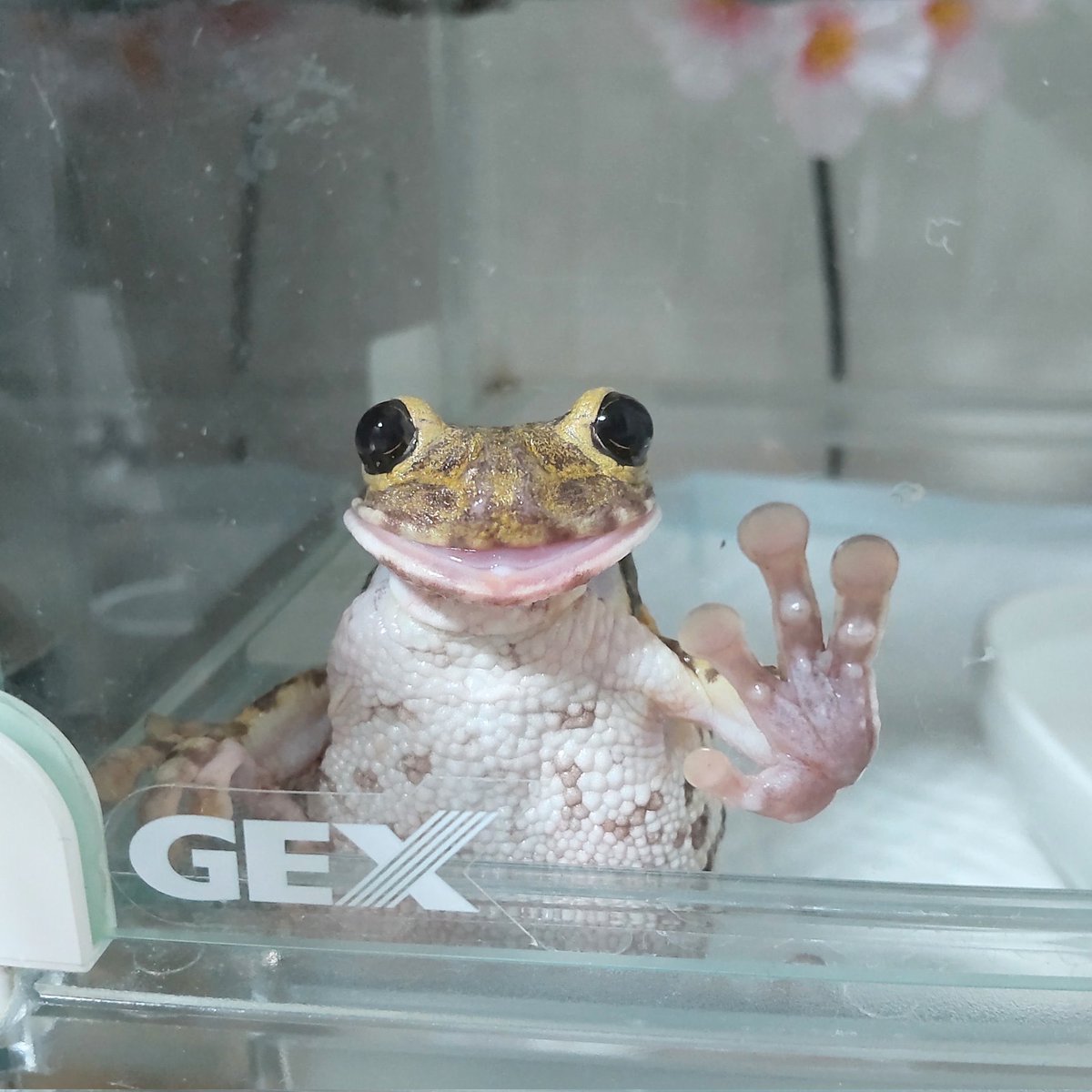 RealLifeFrog's tweet image. You can trust me with your bugs