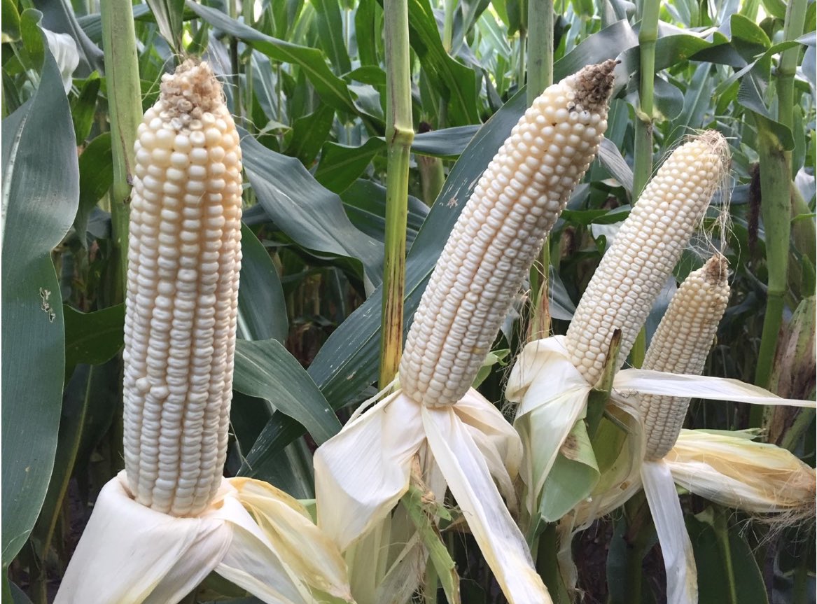 Bumper Crop tweet media