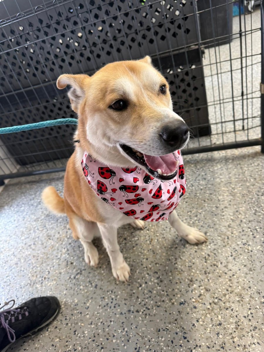 Happy Valentines Day from Mr Mocha ☕️