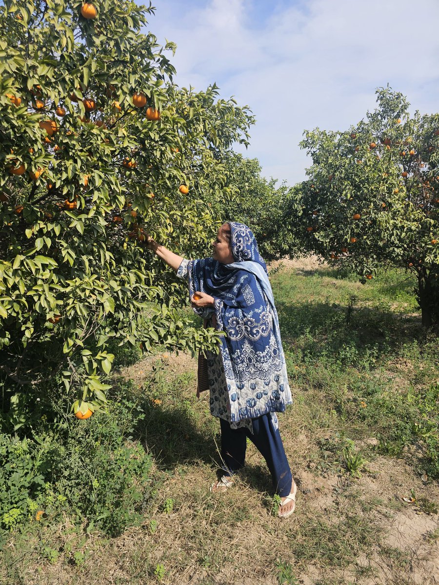 furqan_pk's tweet photo. Bought a piece of land, Amma went there, picked oranges and she was happy like a kid.
That’s my Valentine’s guys. ❤️ https://t.co/7IGLYUzCta