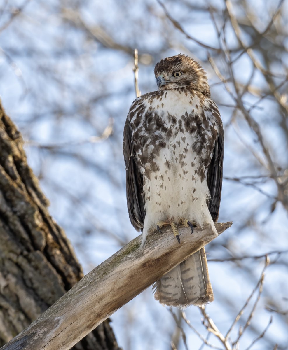 A young Red-tailed Hawk with a few heart shaped feathers on the tummy. 🤎